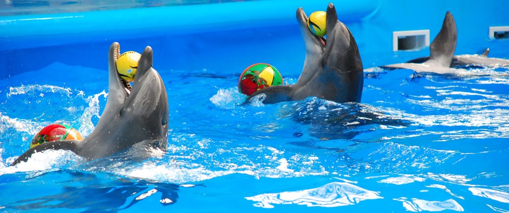 Дельфинарий на Пхукете