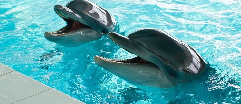 Плавание с дельфинами - Dolphin Discovery