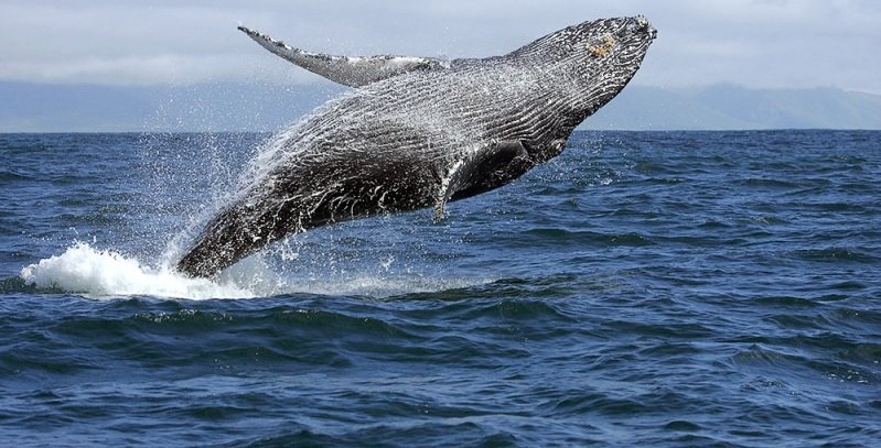 Наблюдение за китами + Бакарди