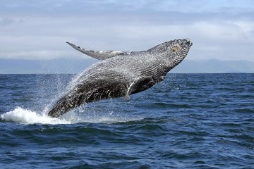 Наблюдение за китами + Бакарди