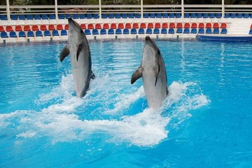 Дельфинарий в Кемере