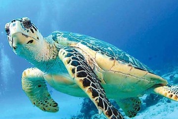 Плавание с черепахами в Мексике